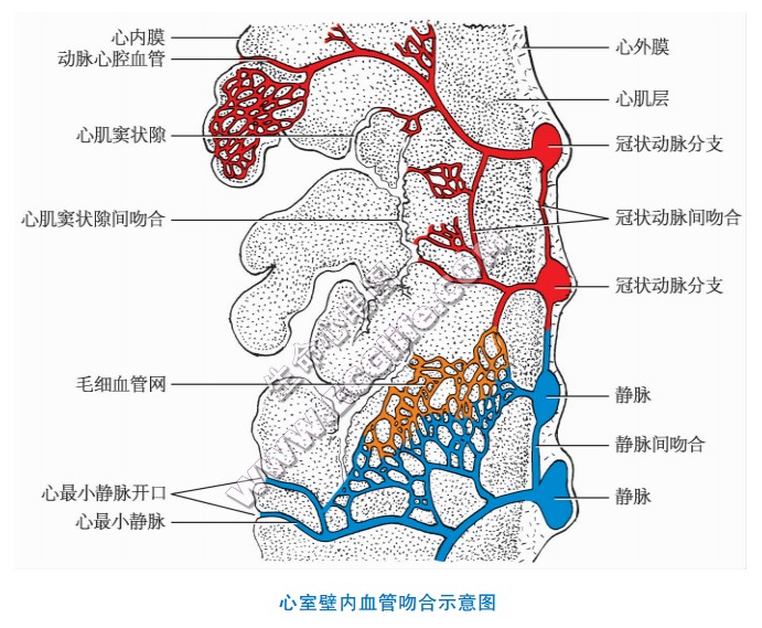 心室壁内血管吻合示意图